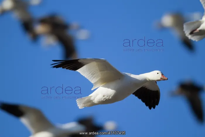 : Fall Migration : Fall Migration