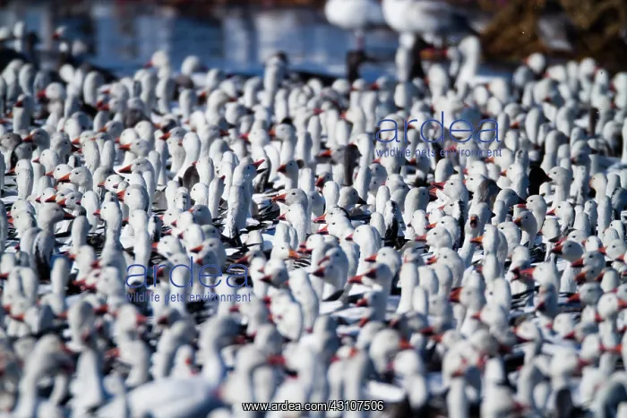 : Fall Migration : Fall Migration