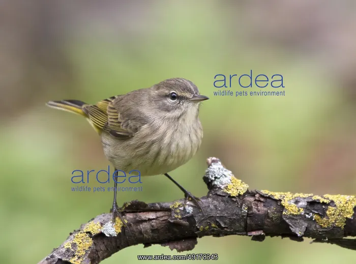 : A fall-plumage Palm Warbler, Setophaga palmarum : A fall-plumage Palm Warbler, Setophaga palmarum