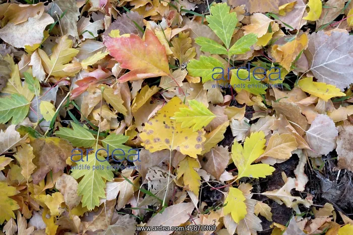 : Fallen autumn leaves of box elder and Cottonwoods / poplars : Fallen autumn leaves of box elder and Cottonwoods / poplars