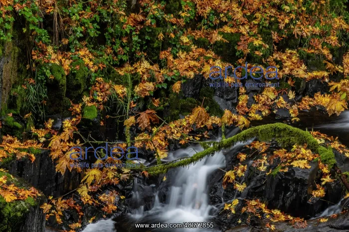 : Fallen autumn leaves along Cedar Creek in Woodland : Fallen autumn leaves along Cedar Creek in Woodland