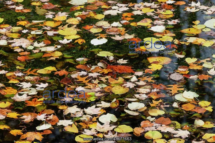  : Fallen autumn leaves floating on small pond, Kentucky