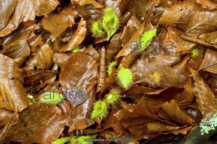 : Fallen Beech mast and beech leaves - summer : Fallen Beech mast and beech leaves - summer