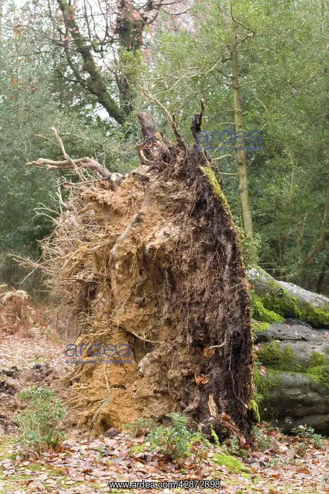 : Fallen beech tree, showing shallow root plate : Fallen beech tree, showing shallow root plate