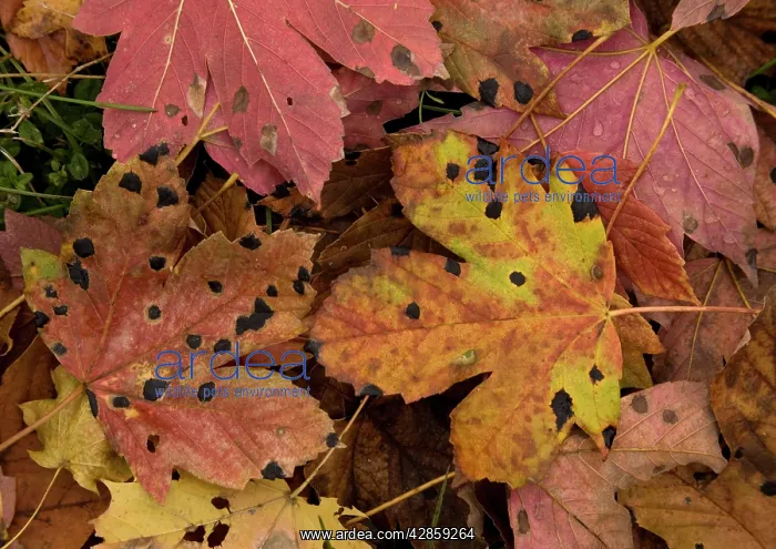  : Fallen highly-coloured leaves of sycamore, heavily