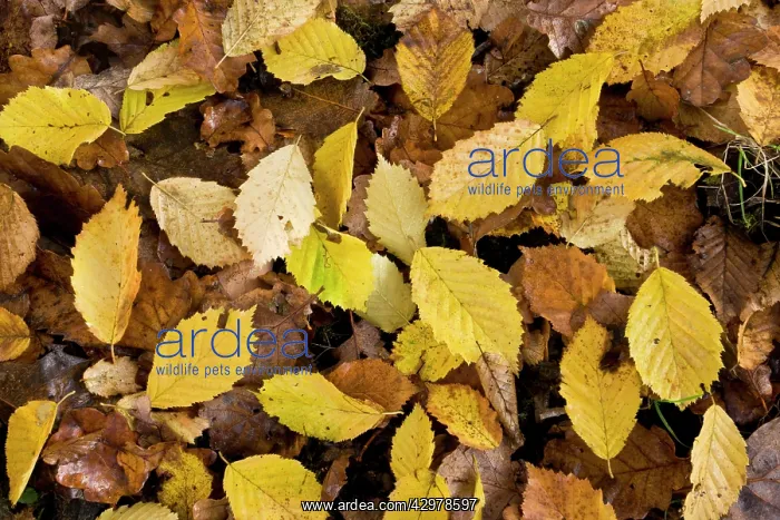  : Fallen hornbeam leaves - in autumn in Great Wood
