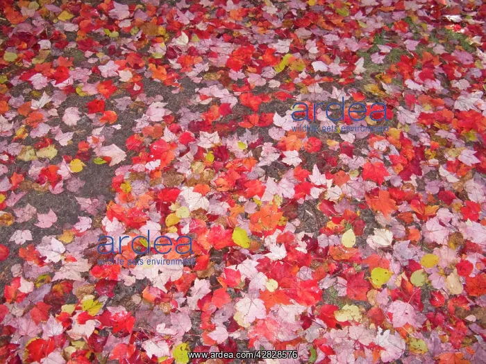: Fallen Maple leaves on forest floor : Fallen Maple leaves on forest floor