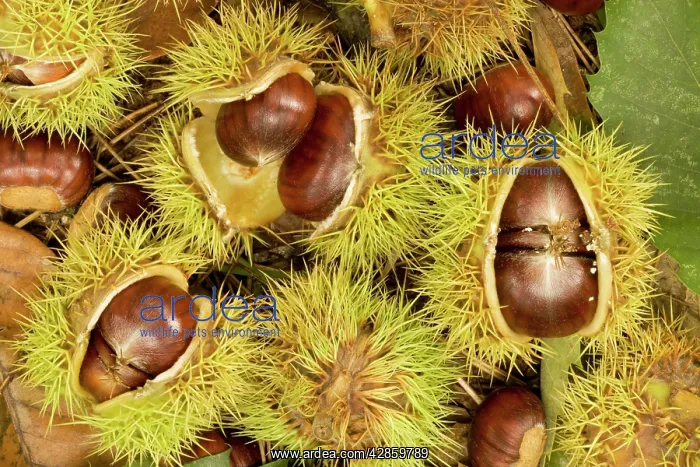 : Fallen sweet chesnuts : Fallen sweet chesnuts