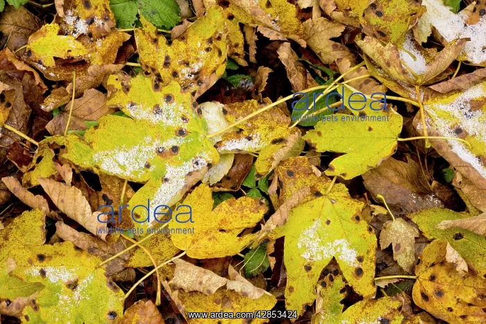 : Fallen Sycamore leaves with tar-spot fungus and : Fallen Sycamore leaves with tar-spot fungus and