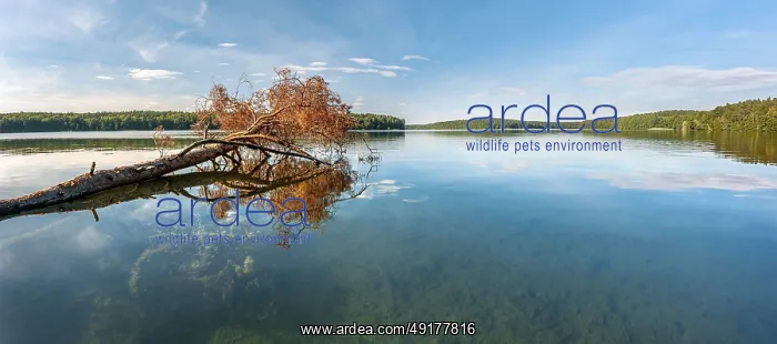 : A fallen tree lies in the Stechlin : A fallen tree lies in the Stechlin