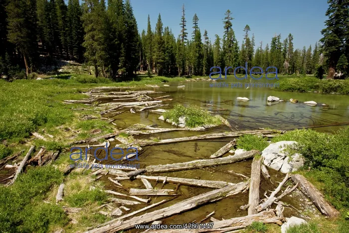 : Fallen trees, from old avalanche : Fallen trees, from old avalanche