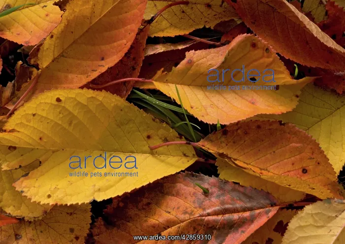  : Fallen wild cherry leaves, autumn
