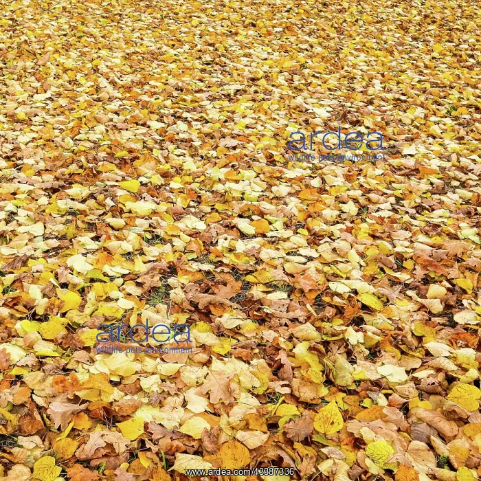 : Fallen yellow leaves in the park in autumn. Nature : Fallen yellow leaves in the park in autumn. Nature
