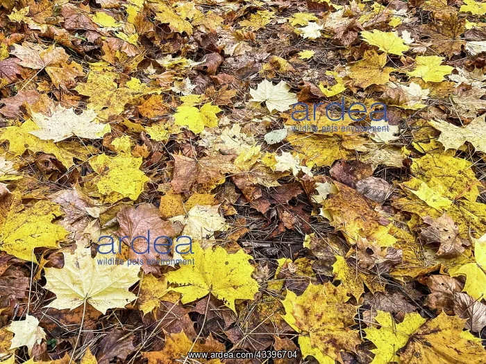 : Fallen yellow leaves in the park in autumn. Nature : Fallen yellow leaves in the park in autumn. Nature