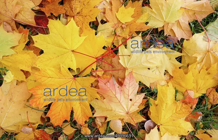 : Fallen yellow maple leaves in autumn. Nature background : Fallen yellow maple leaves in autumn. Nature background