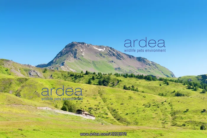 : Fallere mountain, Vetan, Aosta Valley, Italian : Fallere mountain, Vetan, Aosta Valley, Italian