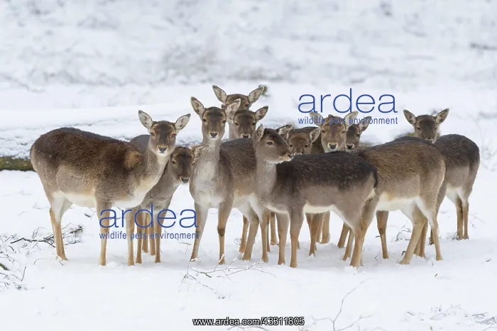: Fallow (Dama dama) deers, group in winter : Fallow (Dama dama) deers, group in winter