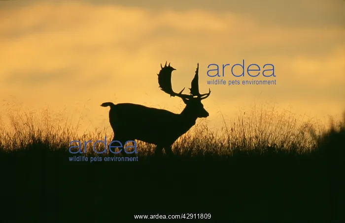: Fallow DEER : Fallow DEER