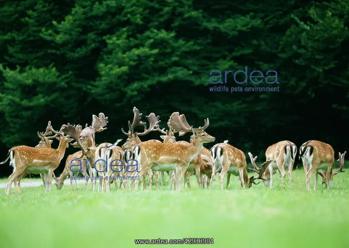 : Fallow Deer : Fallow Deer