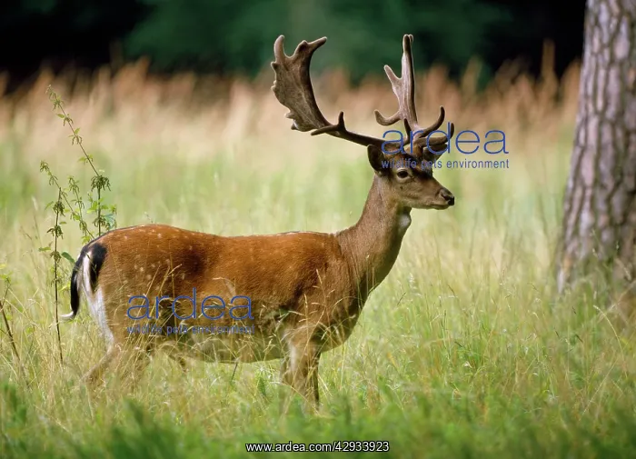  : FALLOW DEER