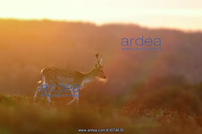 : Fallow Deer : Fallow Deer