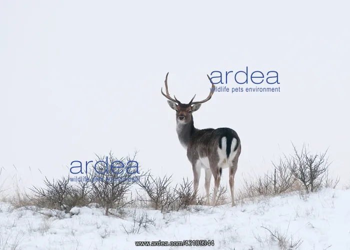 : Fallow Deer : Fallow Deer