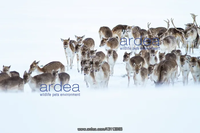 : Fallow Deer : Fallow Deer