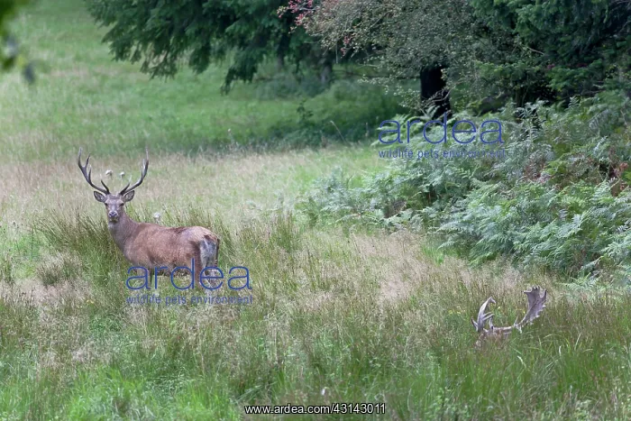  : Fallow Deer