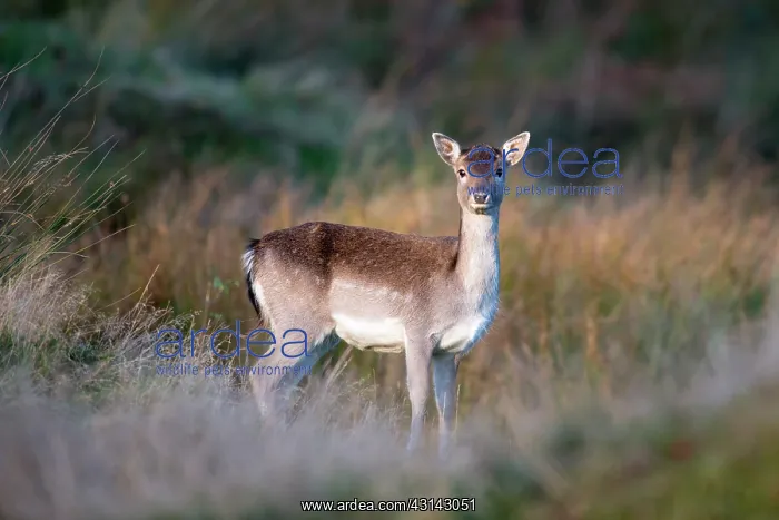 : Fallow Deer : Fallow Deer