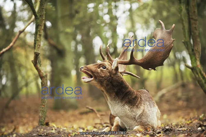 : Fallow Deer : Fallow Deer