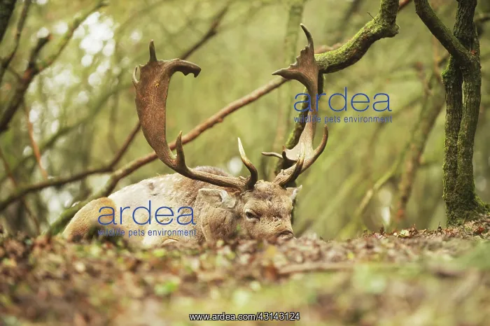 : Fallow Deer : Fallow Deer