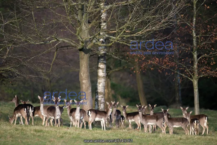 : Fallow Deer : Fallow Deer