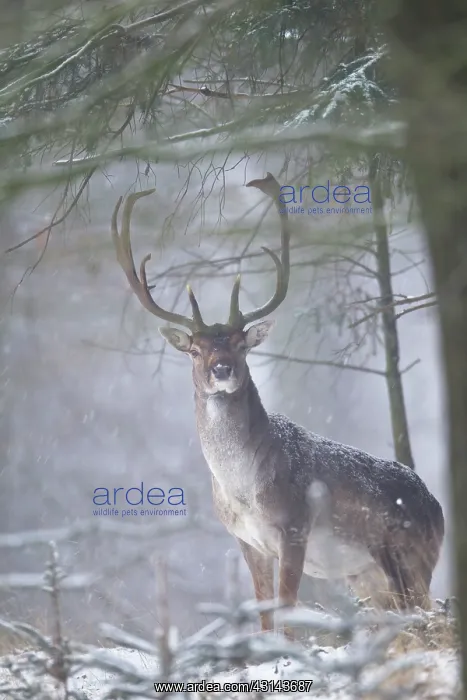 : Fallow Deer : Fallow Deer
