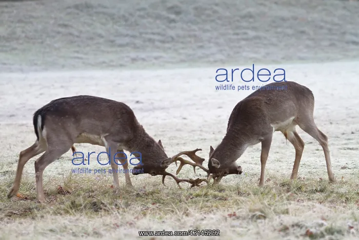 : Fallow Deer : Fallow Deer