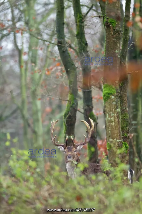 : Fallow Deer : Fallow Deer