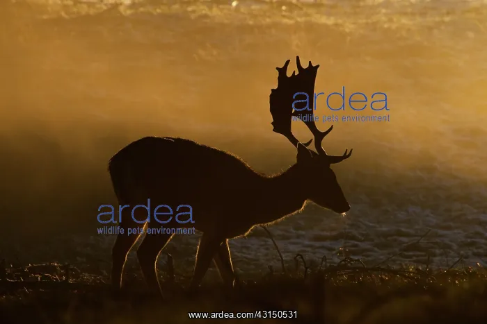 : Fallow Deer : Fallow Deer