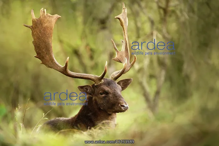 : Fallow Deer : Fallow Deer