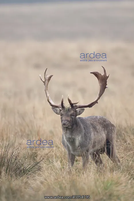 : Fallow Deer : Fallow Deer