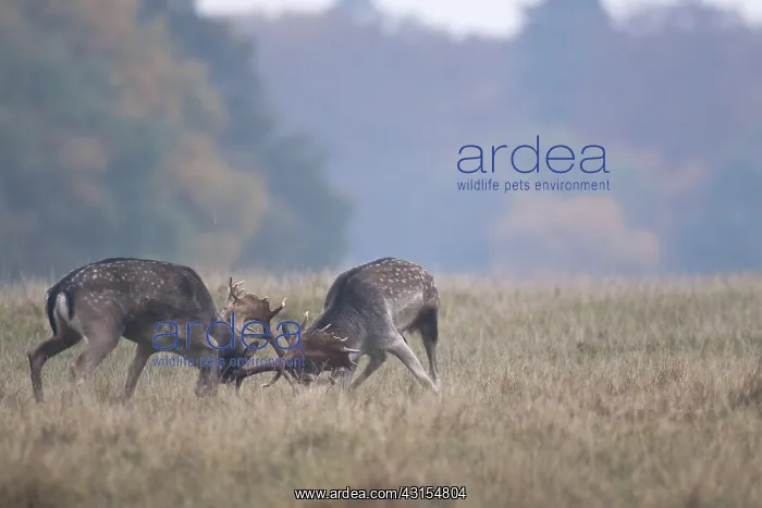 : Fallow Deer : Fallow Deer