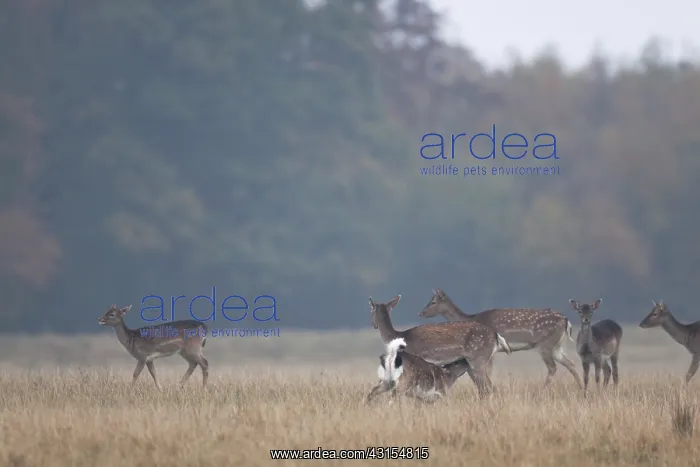: Fallow Deer : Fallow Deer