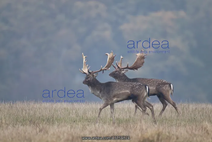 : Fallow Deer : Fallow Deer