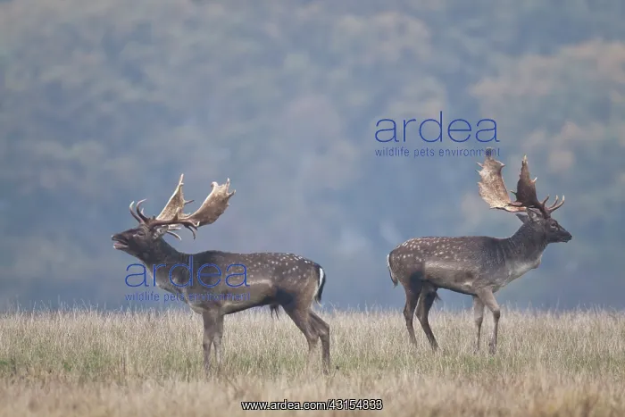 : Fallow Deer : Fallow Deer