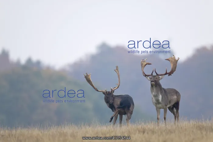 : Fallow Deer : Fallow Deer