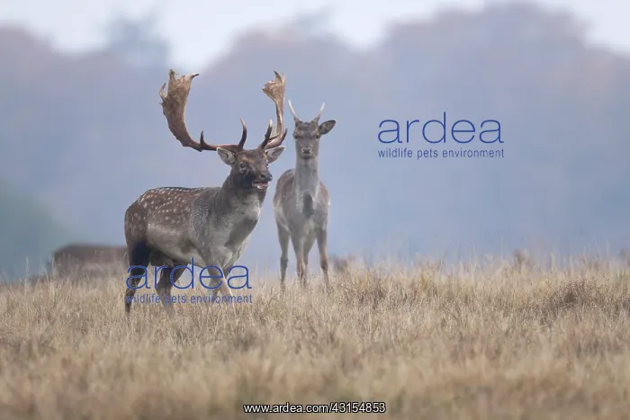 : Fallow Deer : Fallow Deer