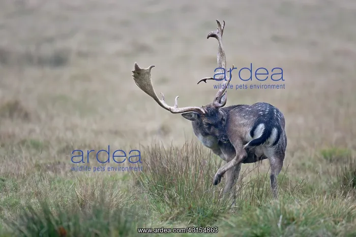 : Fallow Deer : Fallow Deer