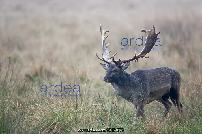 : Fallow Deer : Fallow Deer