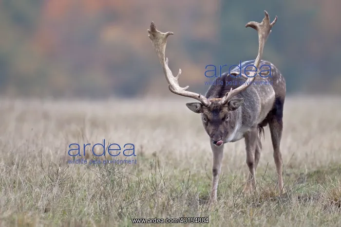 : Fallow Deer : Fallow Deer
