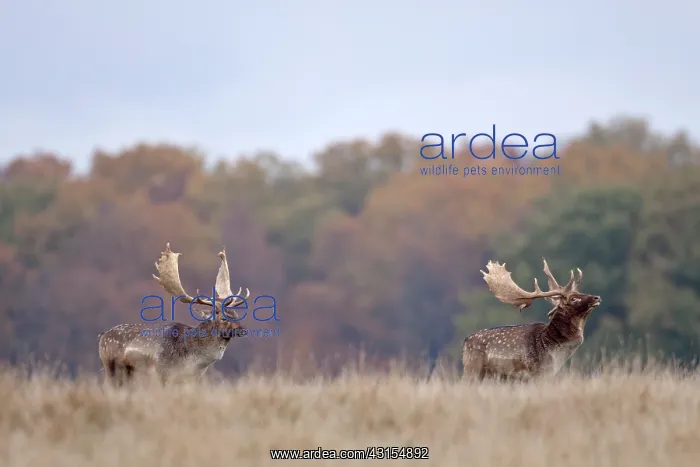 : Fallow Deer : Fallow Deer