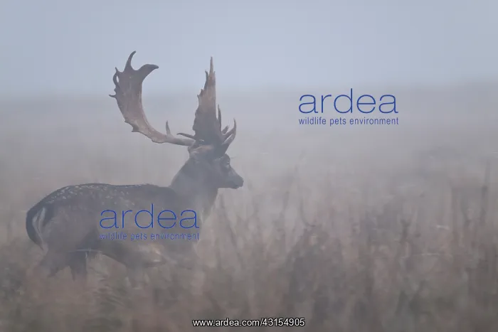: Fallow Deer : Fallow Deer