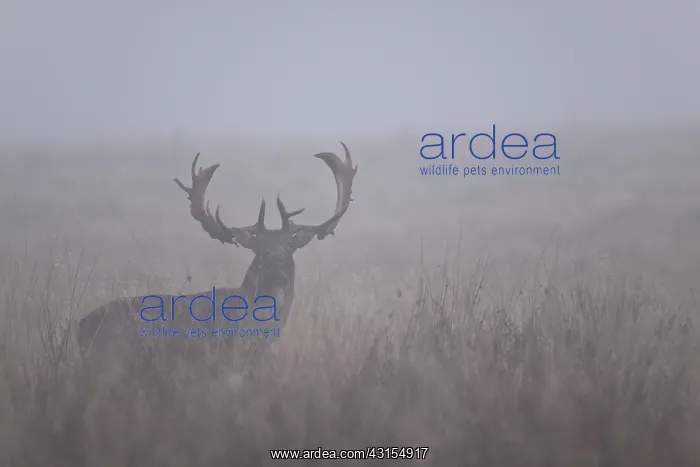 : Fallow Deer : Fallow Deer